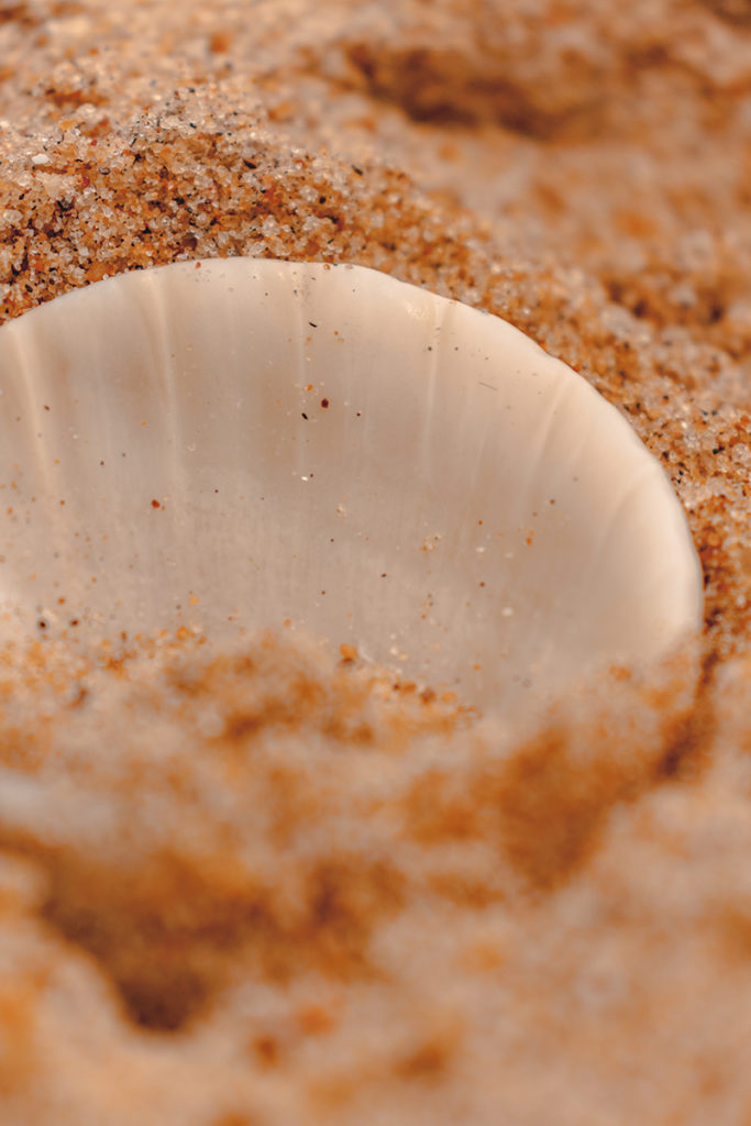 image of a sea shell tucked in sand